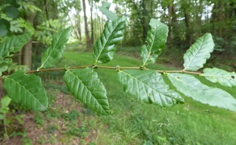 Roble Nothofagus obliqua