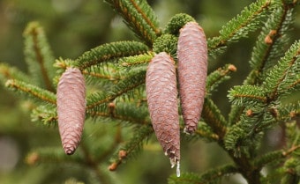Norway spruce Picea abies