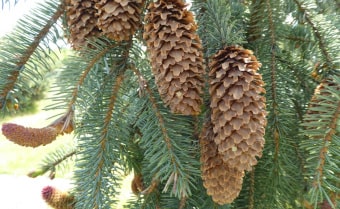 Sitka spruce Picea sitchensis