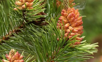 Lodgepole pine Pinus contorta