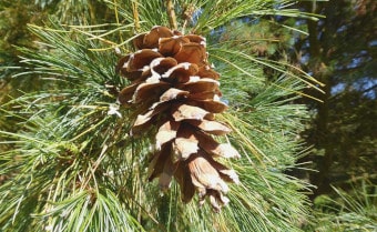 Macedonian pine Pinus peuce