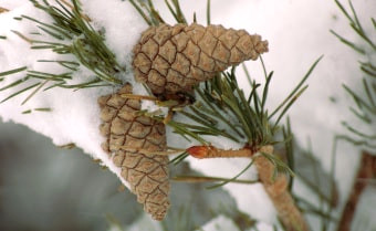 Scots pine Pinus sylvestris