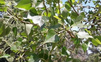 Black Poplar populus nigra subsp. betulifolia