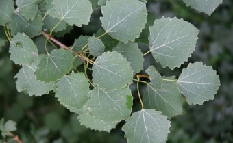 Aspen populus tremula