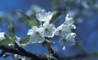 Wild cherry Prunus avium