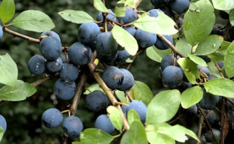 Damson Prunus avium