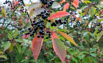 Bird Cherry Prunus padus