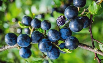 Blackthorn Prunus spinosa
