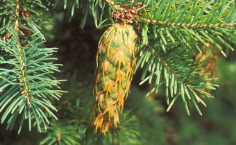 Douglas fir Pseudotsuga menziesii