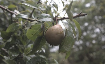 Pear Pyrus communis