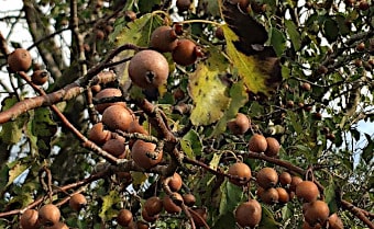 Plymouth Pear Pyrus cordata