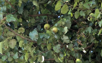 Wild Pear Pyrus pyraster