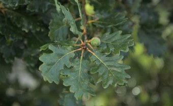 Sessile oak Quercus petraea