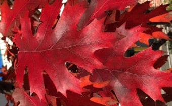 Red oak Quercus rubra
