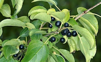 Purging buckthorn Rhamnus cathartica