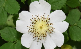 Field Rose Rosa arvensis