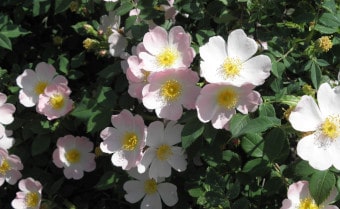Dog Rose Rosa canina