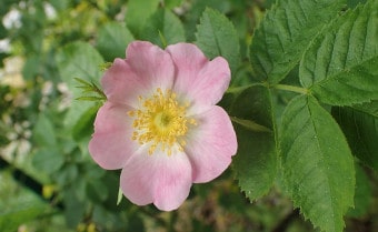 Small-flowered Sweet-briar Rosa micrantha