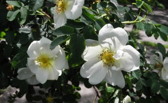 Burnet Rose Rosa spinosissima