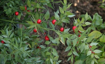 Butchers-broom Ruscus aculeatus
