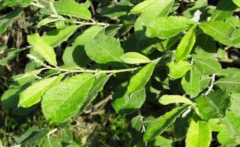 Eared willow Salix aurita