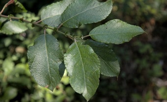 Goat willow Salix caprea