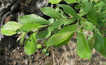 Grey willow Salix cinerea