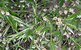 Osier Salix viminalis