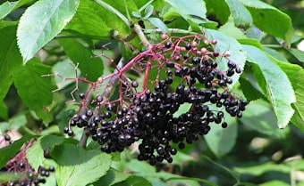 Elder Sambucus nigra