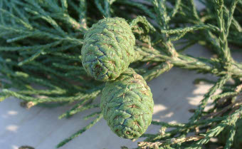 Wellingtonia Sequoiadendron giganteum