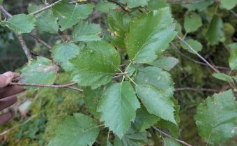 Watersmeet Whitebeam (Sorbus admonitor)