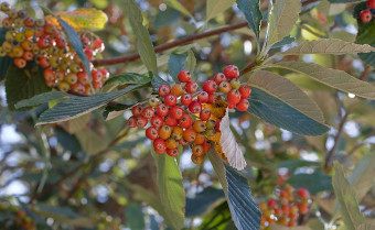 Whitebeam (Sorbus aria)