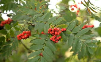 Rowan Sorbus aucuparia