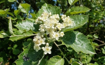 Devon Whitebeam (Sorbus devoniensis)