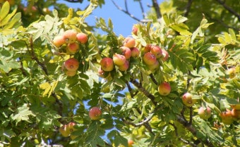 True Service Tree (Sorbus domestica)
