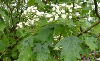 Wild Service Tree (Sorbus torminalis)