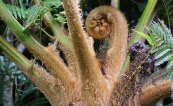 Sphaeropteris lepifera Flying Spider-monkey Tree Fern
