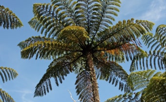Sphaeropteris medullaris Black Tree Fern Spore from Trebrown Nurseries