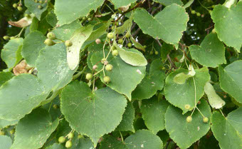 Small-leaved lime Tilia cordata
