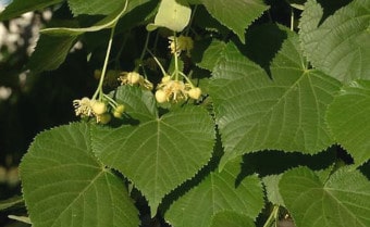 Large-leaved lime Tilia platyphyllos