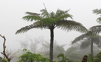 Tree Fern Spore from Trebrown Nurseries