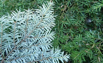 Western hemlock Tsuga heterophylla