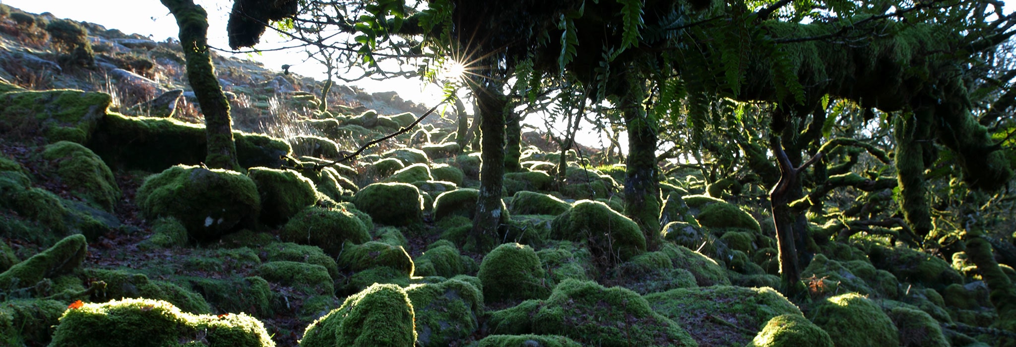 Plant Healthy trees are fully traceable
